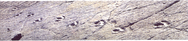 En el Cretcico, hace 120 millones de aos, en un clima apacible y hmedo, los dinosaurios poblaban las tierras riojanas.En las fotografas ignitas, huellas fsiles de tres dedos, dejadas por los Iguanodontes; animal herbvoro que viva manadas y de aspecto  de canguro, de 5 metros de altura, 9 de longuitud y 5 toneladas de peso. Esta huellas provienen del yacimiento de Peaportillo en Munilla, donde se puede apreciar un rastro de 17 huellas muy bien conservado.