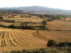 Finaliza Agosto en los campos de trigo de Santa Coloma (La Rioja Alta)