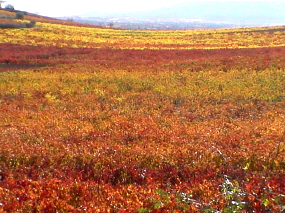 El otoño en los viñedos de Uruñuela, en La Rioja Alta.