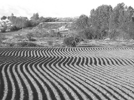 Tierra preparada para la sementera en la vega del río Najerilla, entre Nájera y Uruñuela