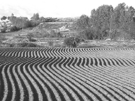 Tierra preparada para la sementera en la vega del ro Najerilla, entre Njera y Uruuela