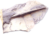 Belemnites, molusco parecido a los calamares actuales y del que slo se conserva la concha interna. Fsil del Jursico Inferior (190 millones de aos) obtenido en Muro de Aguas.