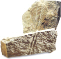 Trilobites de Ateca en Aragn.Junto a l, en la parte inferior, la huella que dejaba sobre el terreno al nadar o reptar, la llamada cruziana obtenida en el Monte San Lorenzo. 
