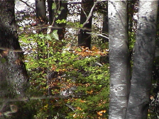 Hayas del monte cercano a Pedroso,otoo del 2001