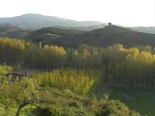 Choperas del Yalde vistas desde la plaza de La Rioja