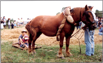 Aparejo de la caballera para la trilla